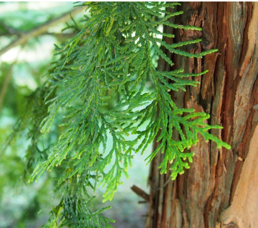 Hinoki Cypress Floral Water (120 ml / 4oz )