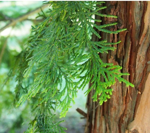 Beauty Secrets of Japan Hinoki Cypress branch with vibrant green needles against textured brown tree bark