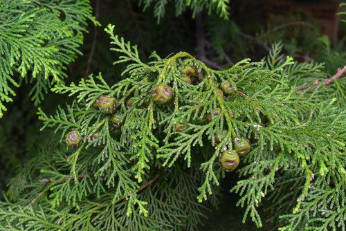 Sels de bain roses de l'Himalaya Hinoki