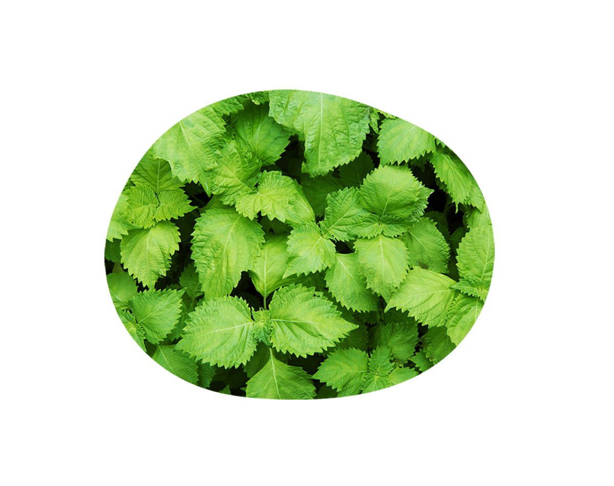 Shiso