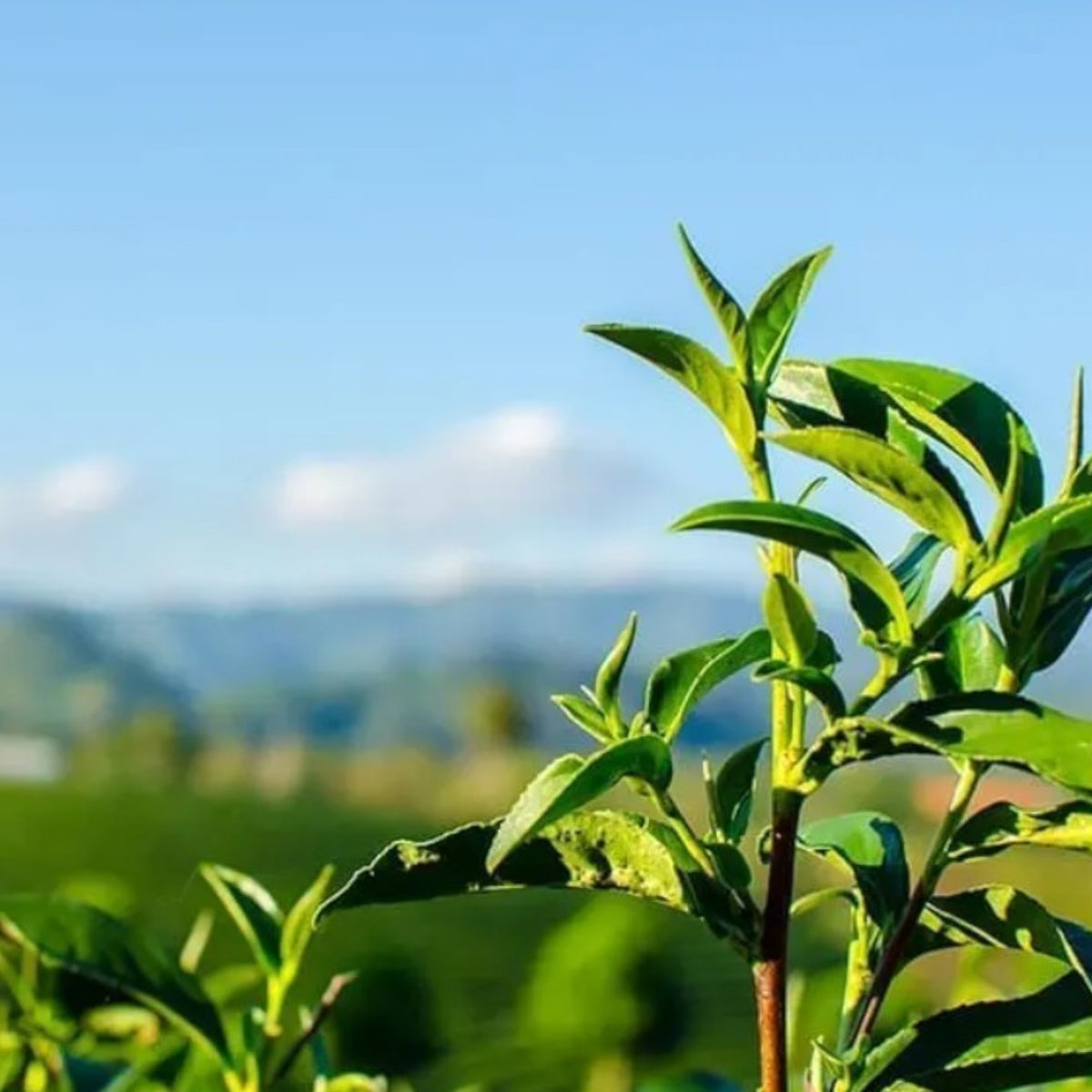 Beauty Secrets of Japan green tea leaves growing in a sunlit field, representing the source of our floral water.