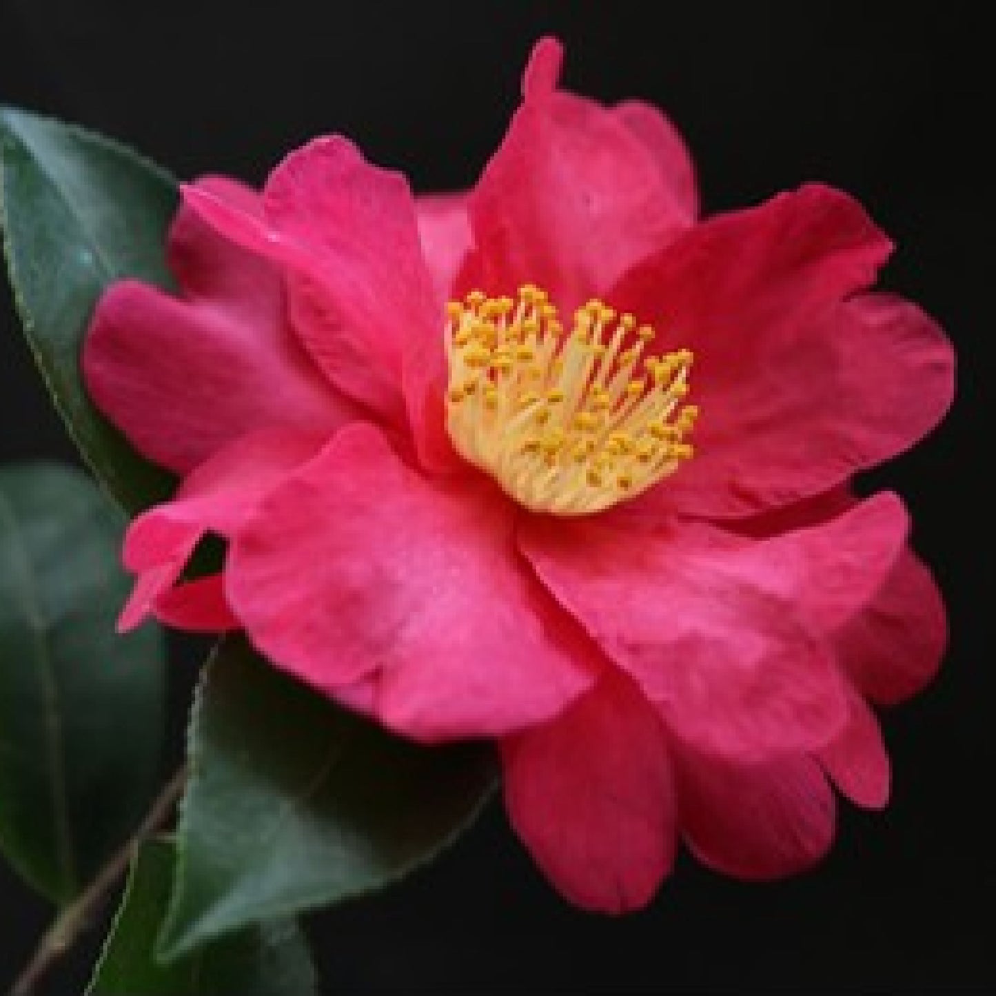 Premium Tsubaki Camellia Oil (120 ml)